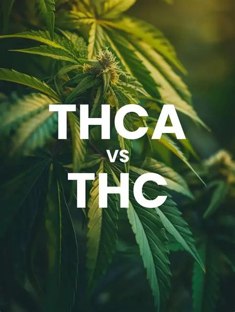 🌿 THC vs THCa: A Chill Breakdown for the Discerning Cannasseur