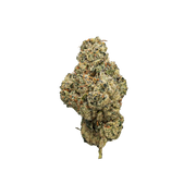 TRUEMOOLA THCA Flower Blueberry Sugar Indica 3.5g with vibrant blue and purple buds, showcasing dense flower with orange pistils.