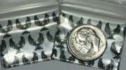 12510 Original Mini Ziplock 2.5mil Plastic Bags 1.25" x 1" Reclosable Baggies (Eagle) - The Baggie Store